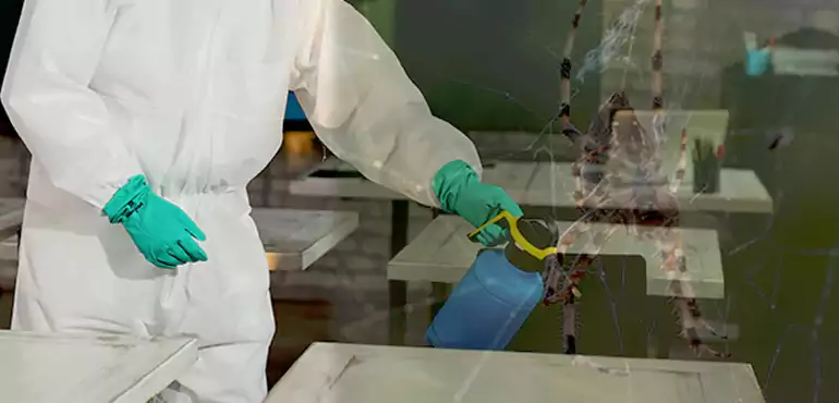Why Buyers Still Want Homes With Pest Infestations in San Jose, CA?